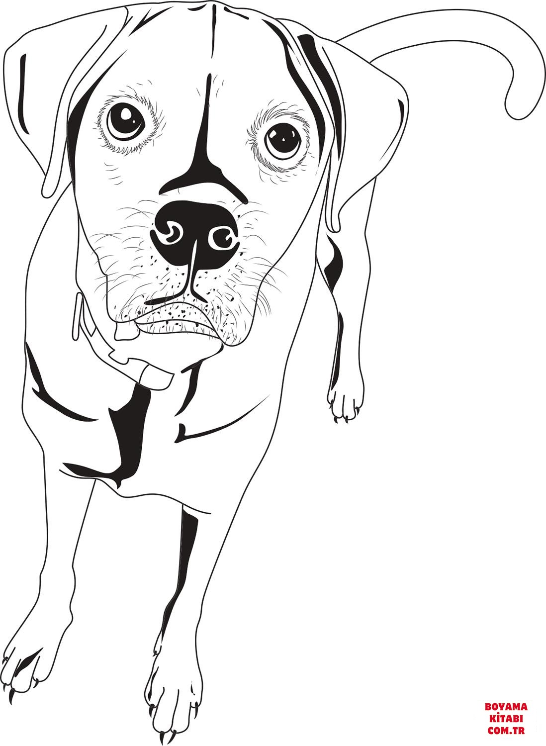 Köpek