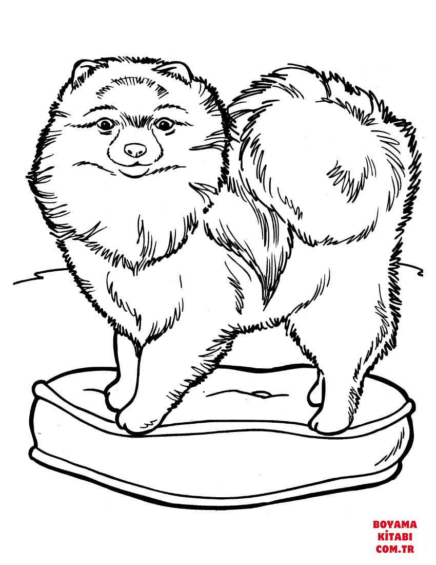Köpek