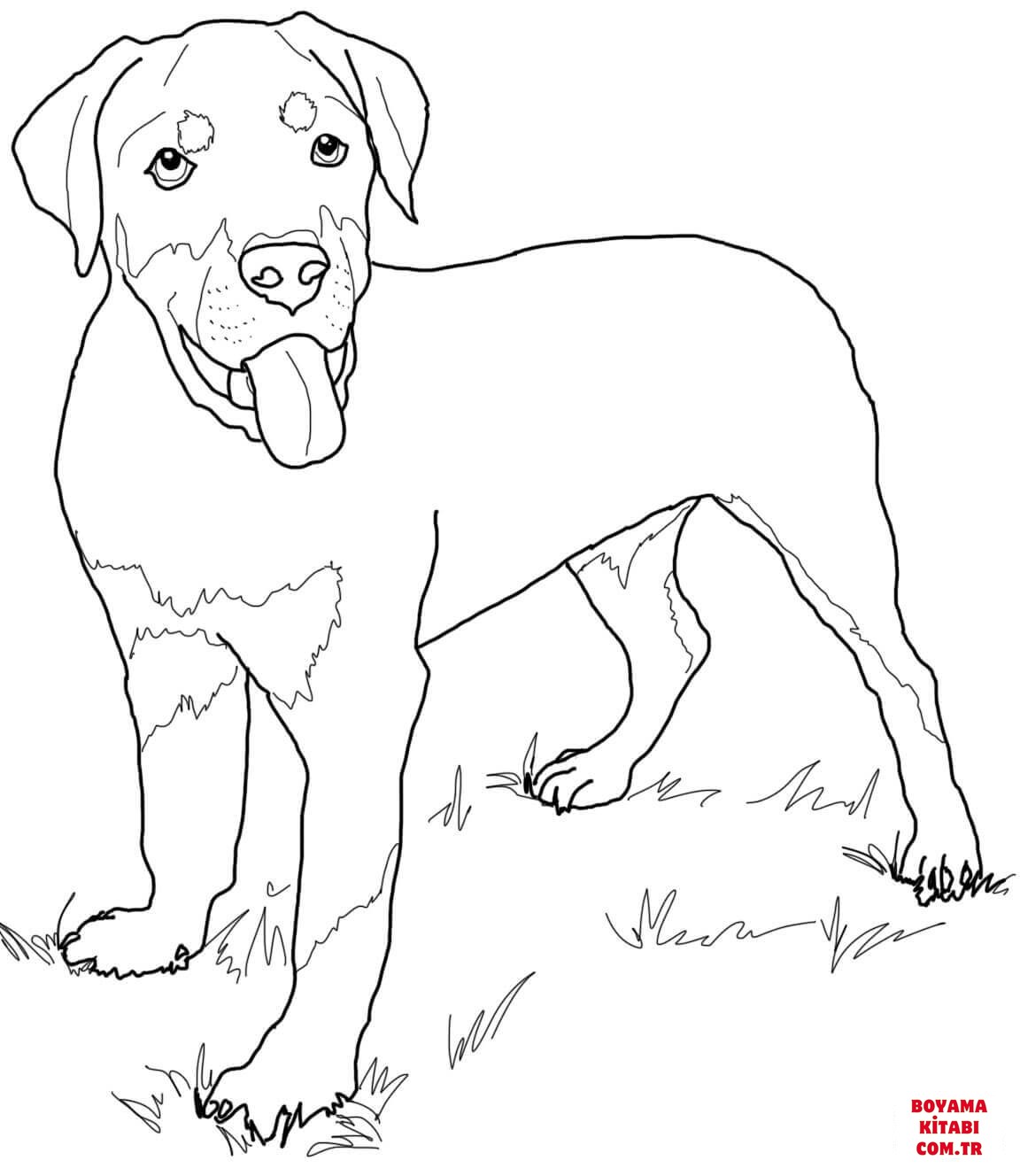 Köpek