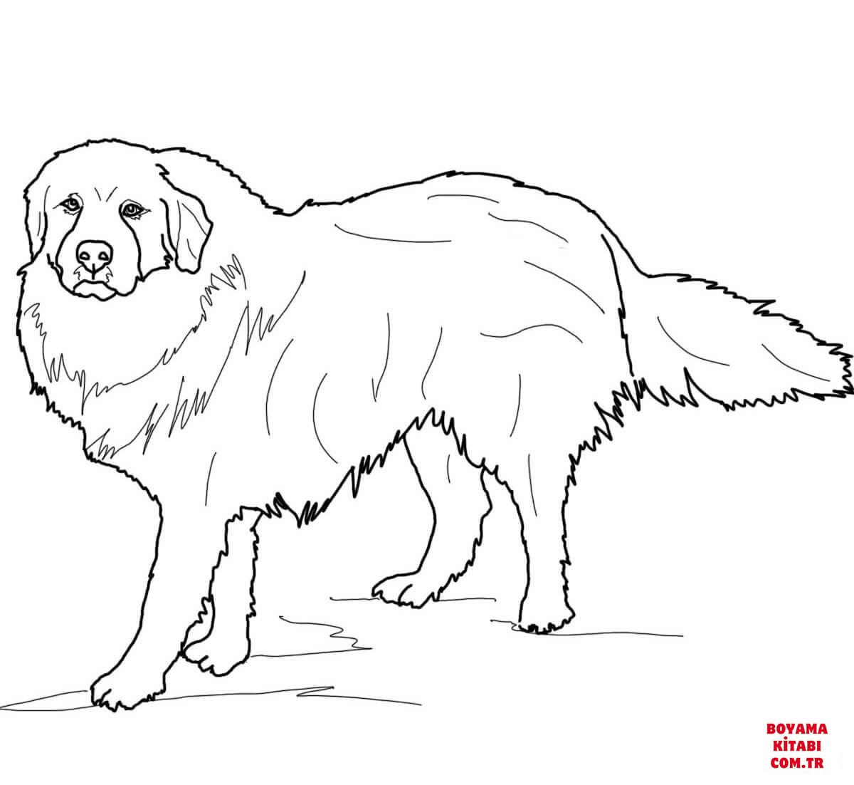 Köpek