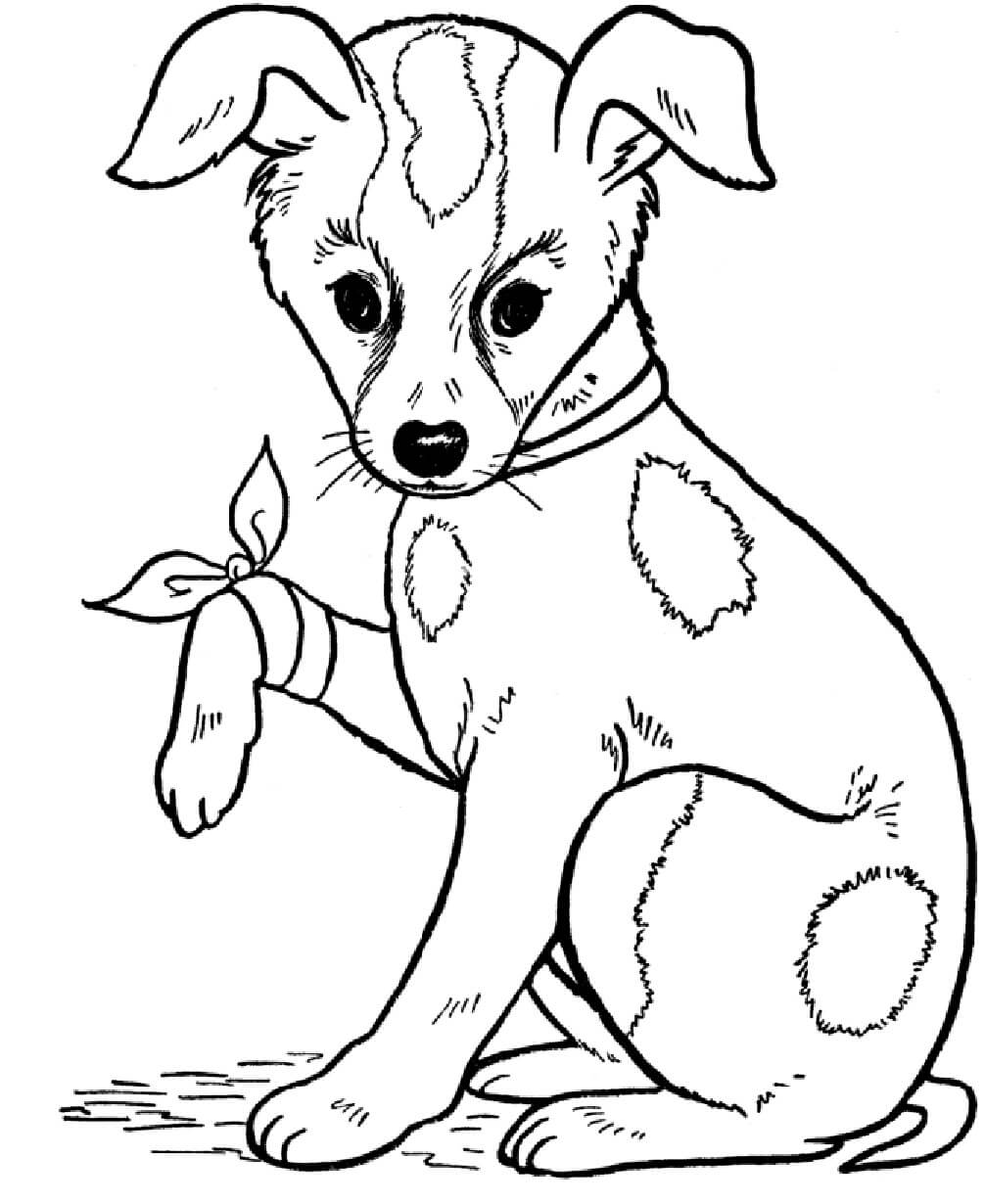 Köpek