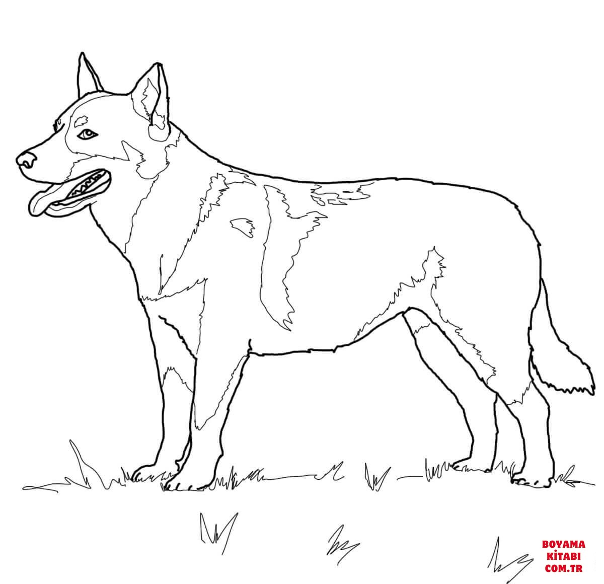 Köpek