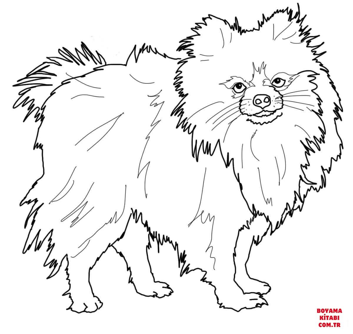 Köpek