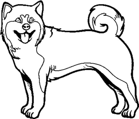 Köpek