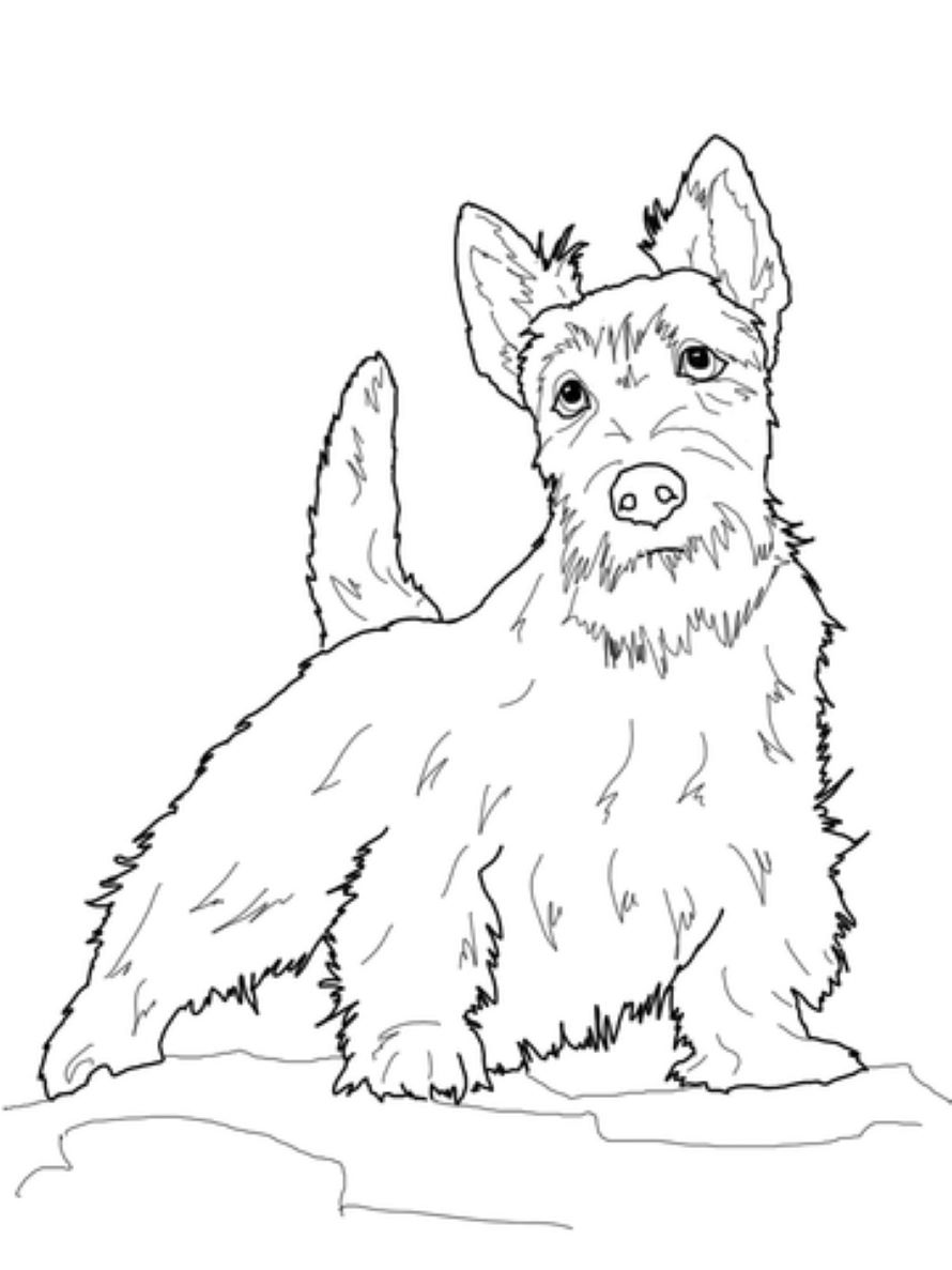 Köpek