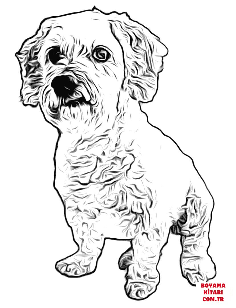 Köpek