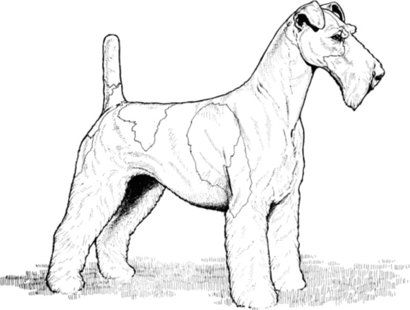 Köpek