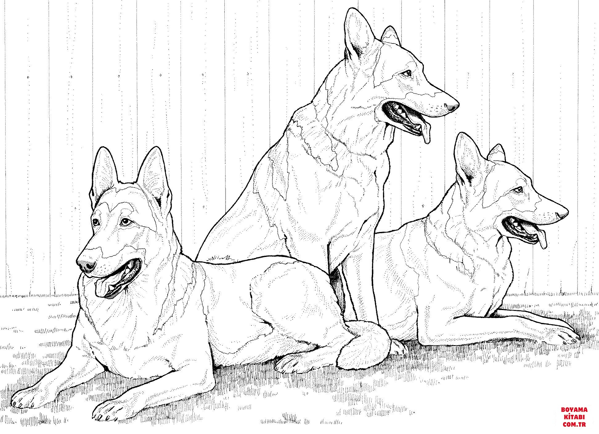 Köpek