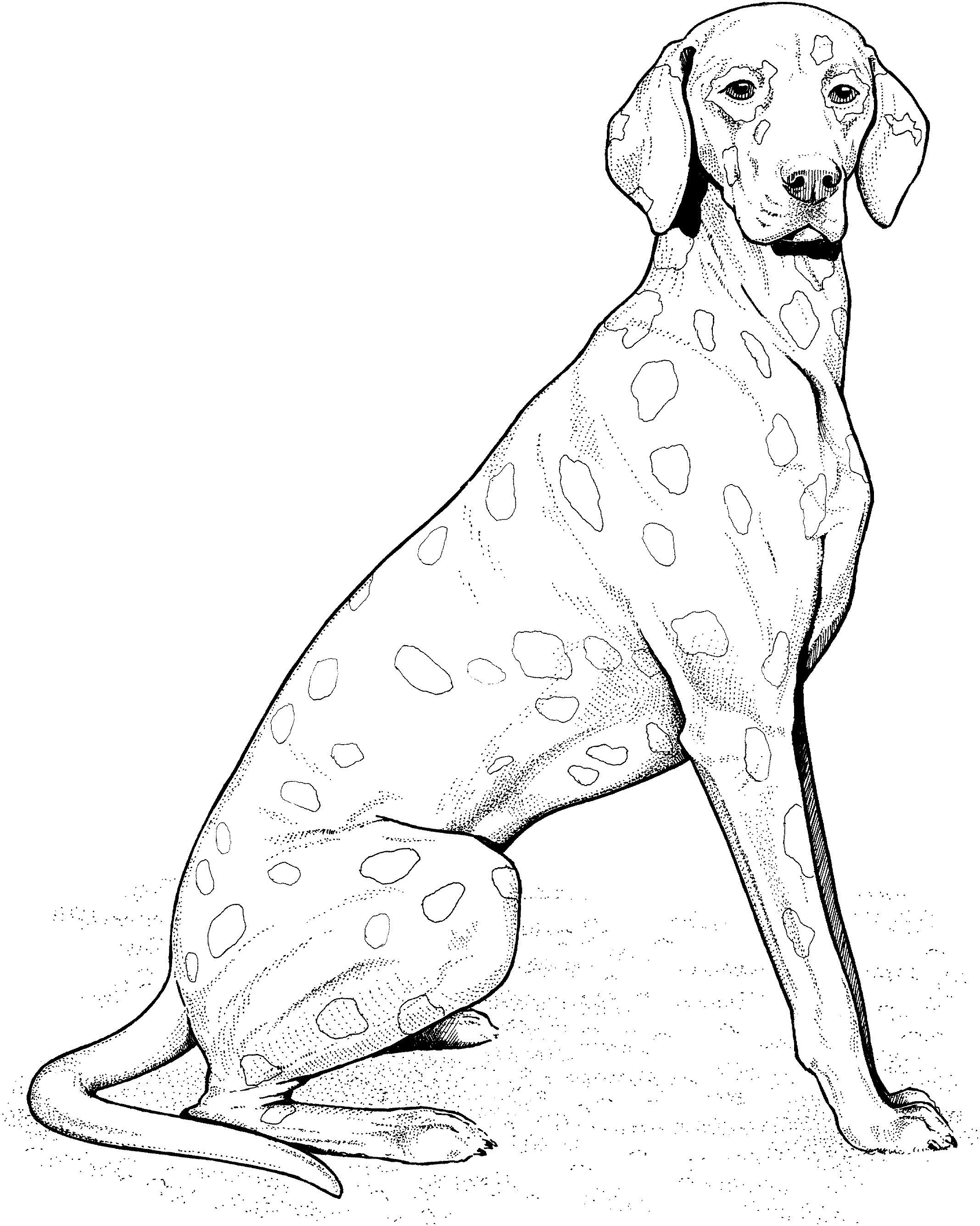 Köpek
