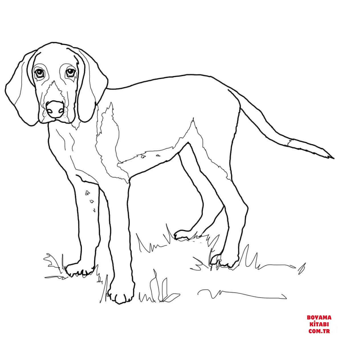 Köpek