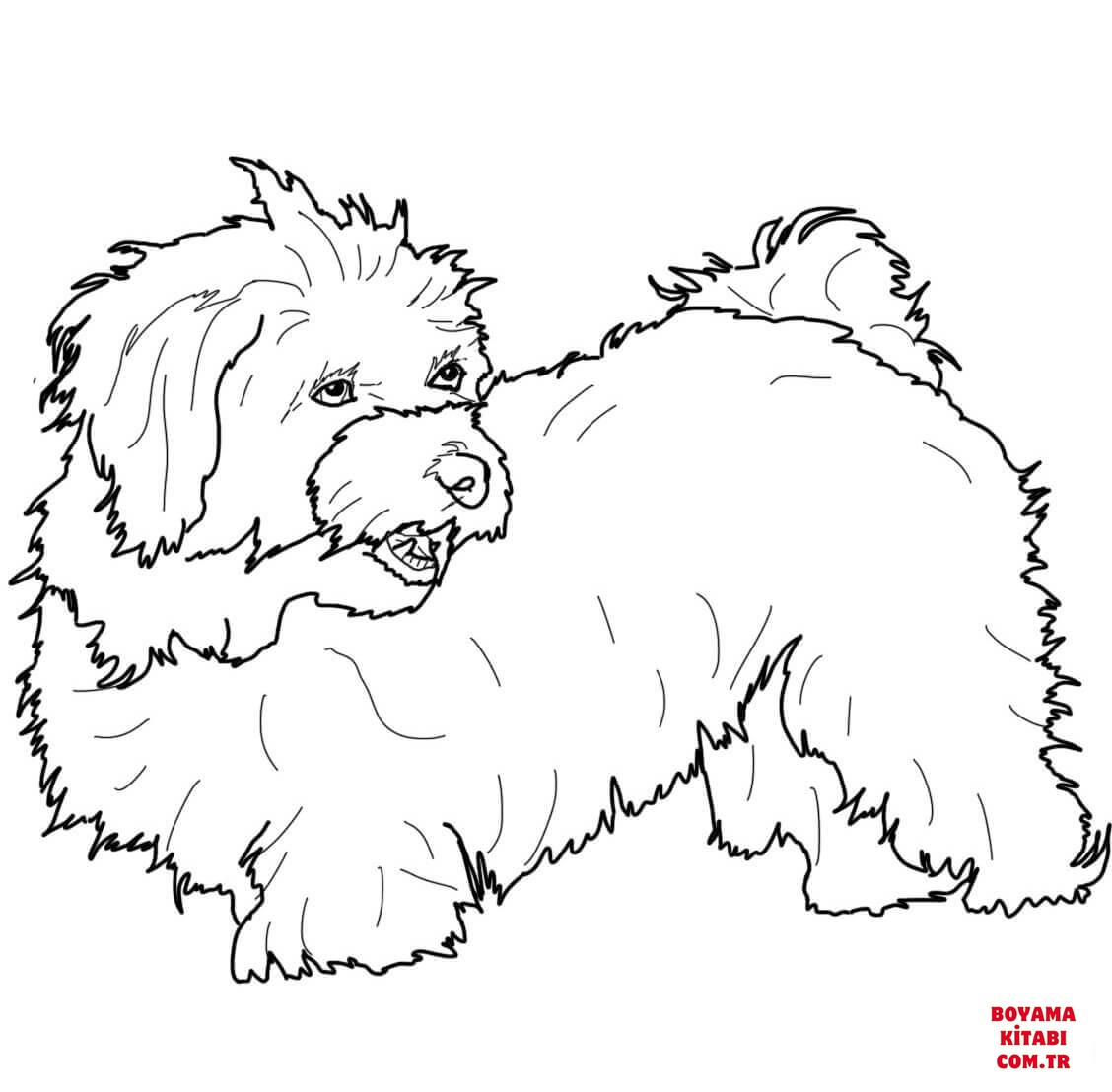 Köpek