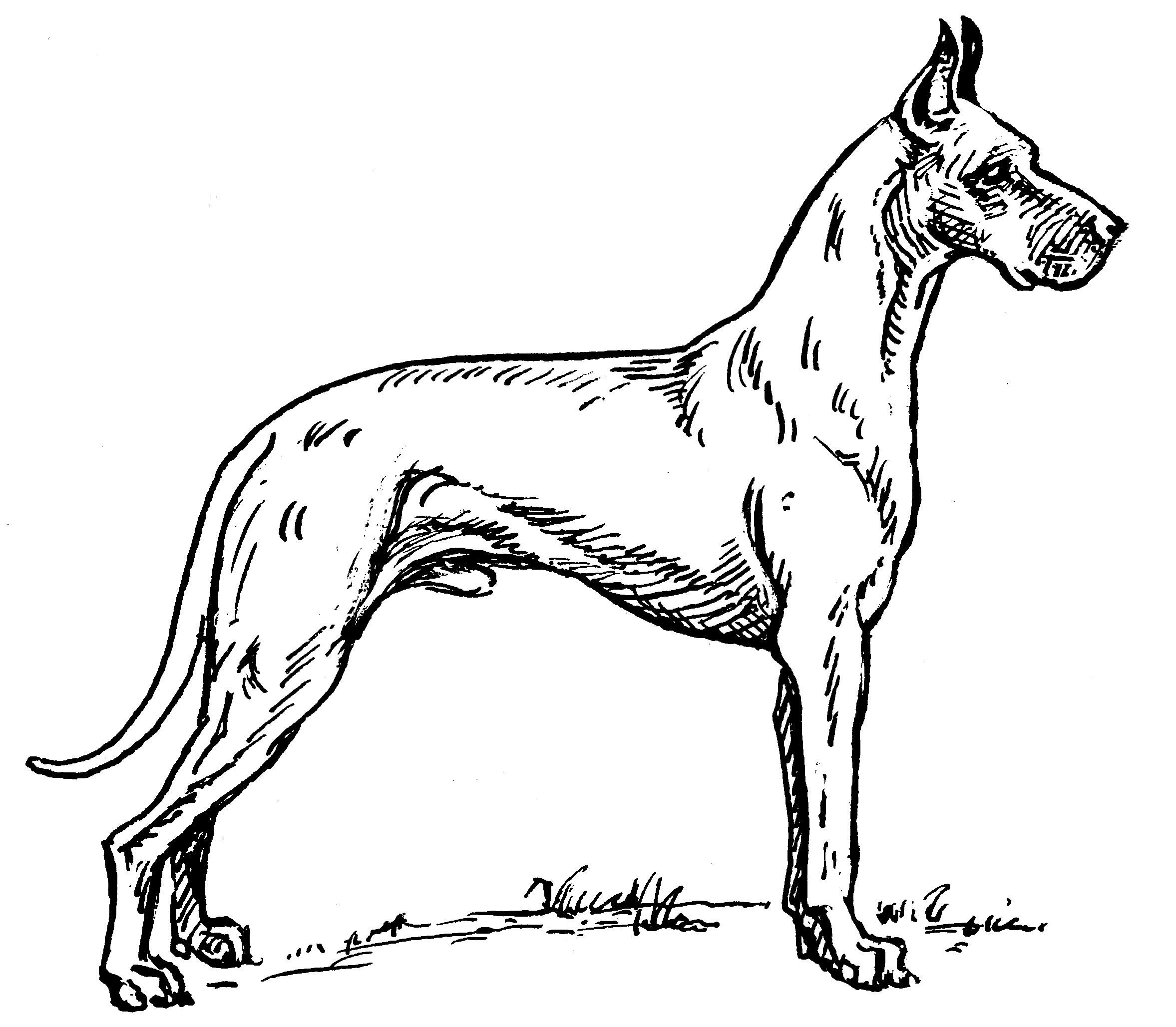 Köpek