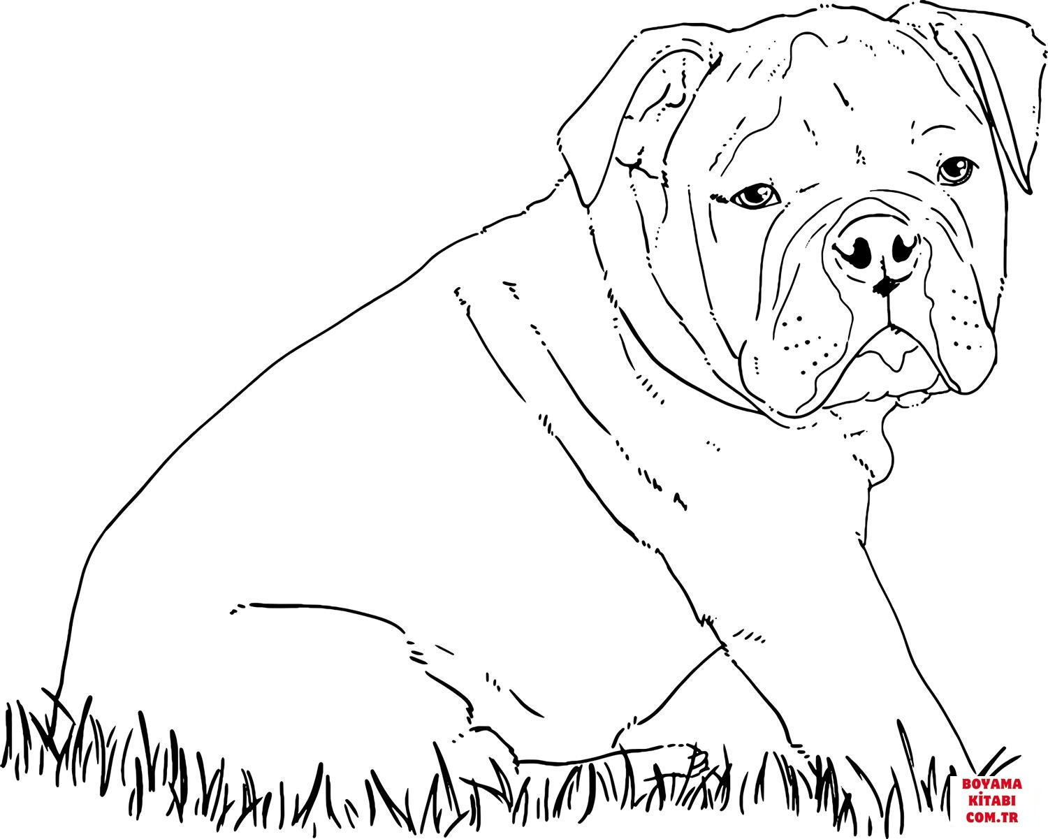 Köpek