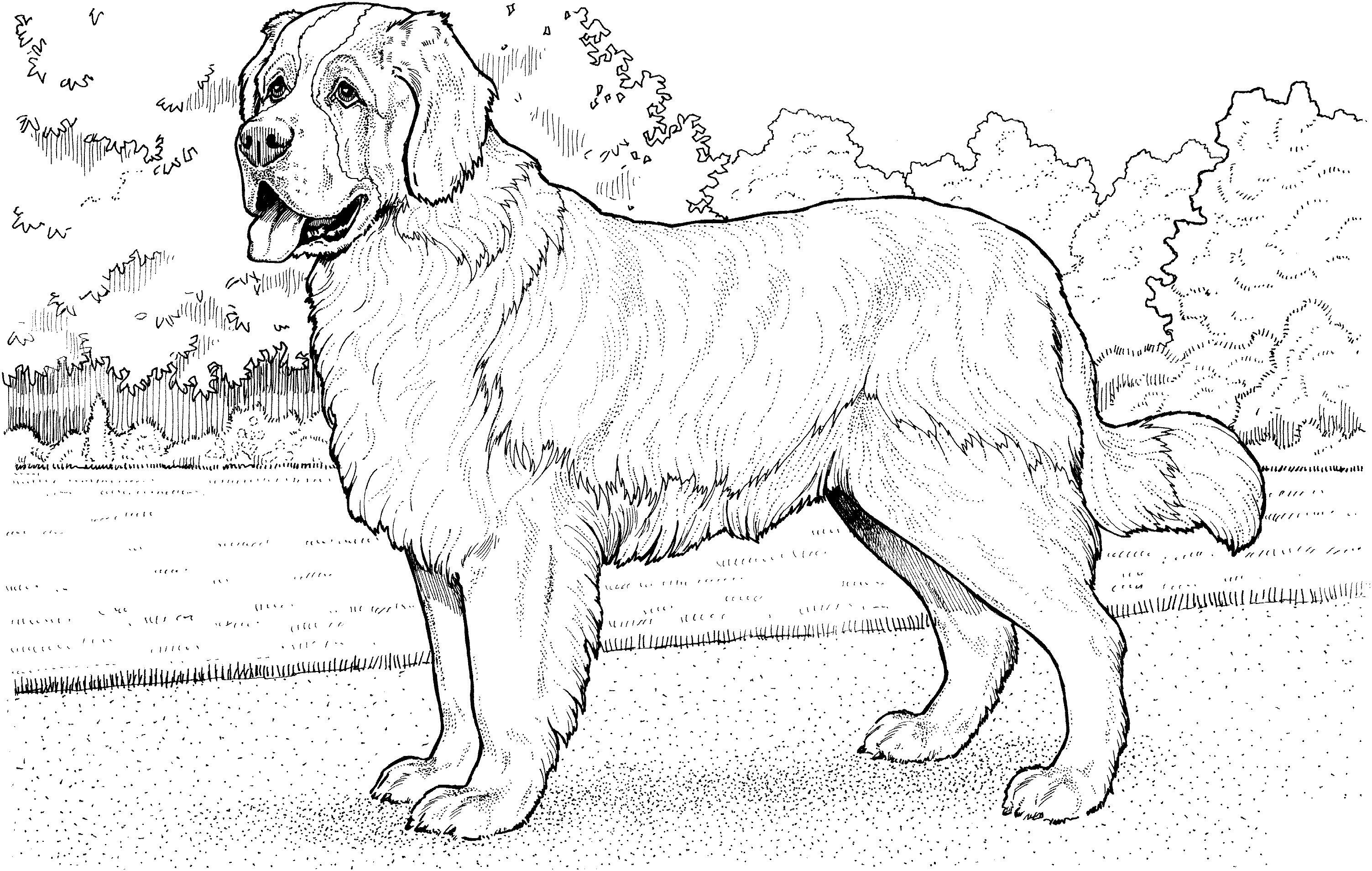 Köpek
