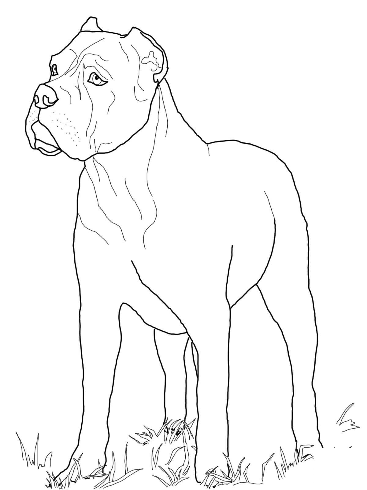 Köpek