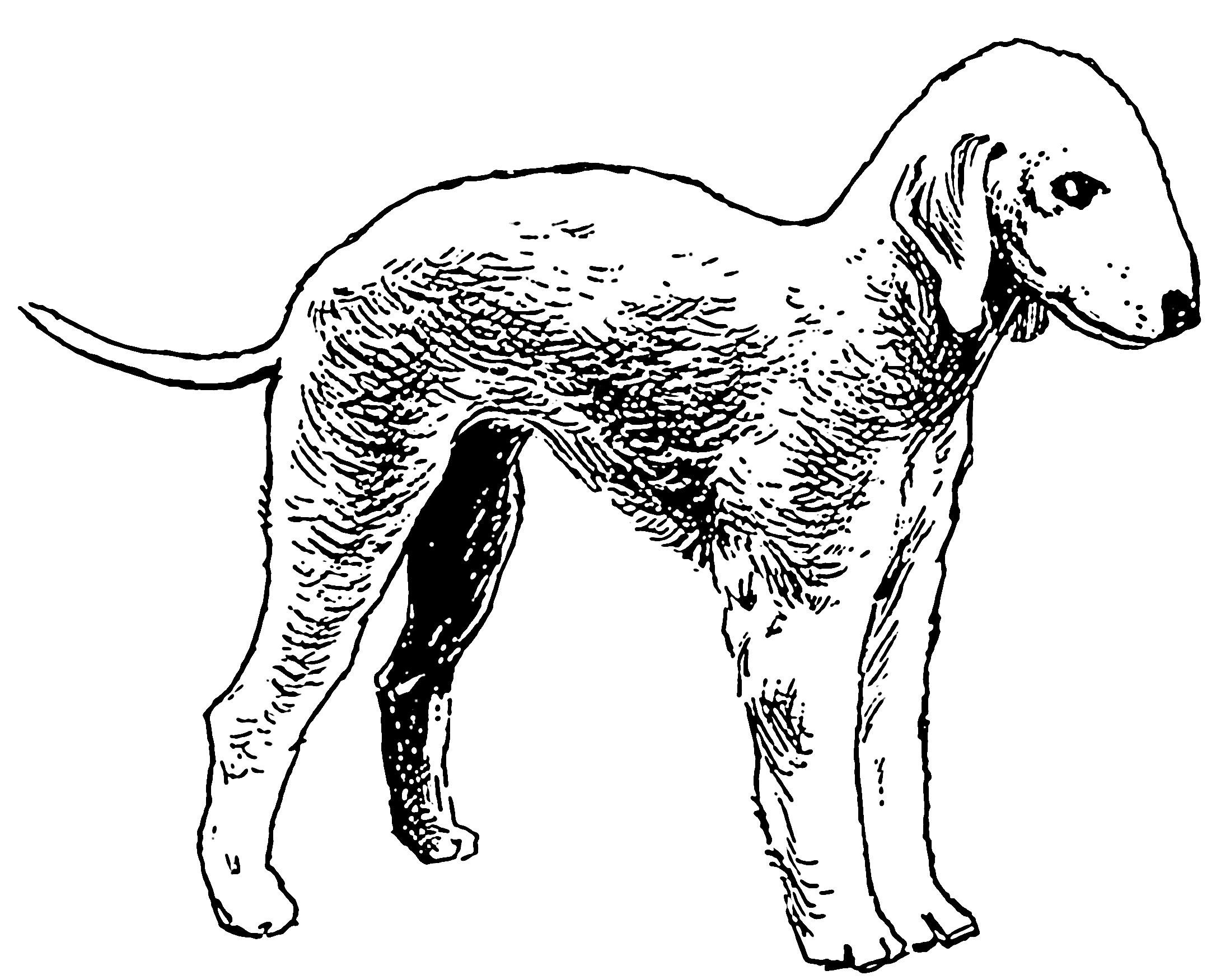 Köpek