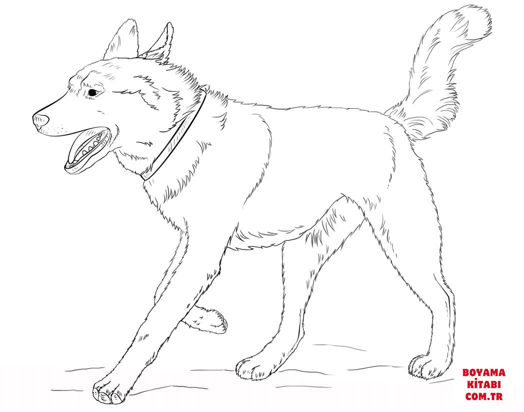 Köpek