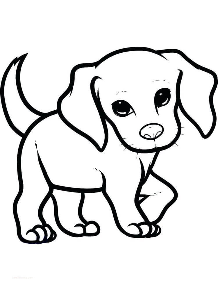 Köpek Yavrusu