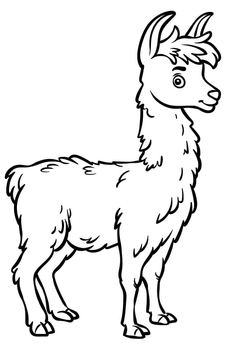 Lama