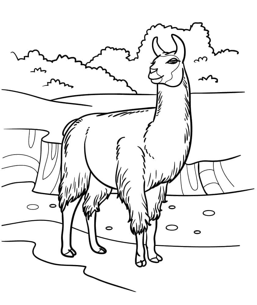 Lama