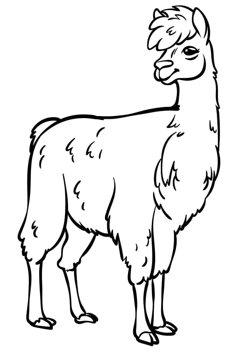 Lama