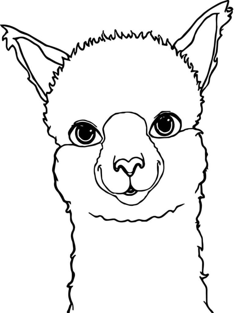 Lama