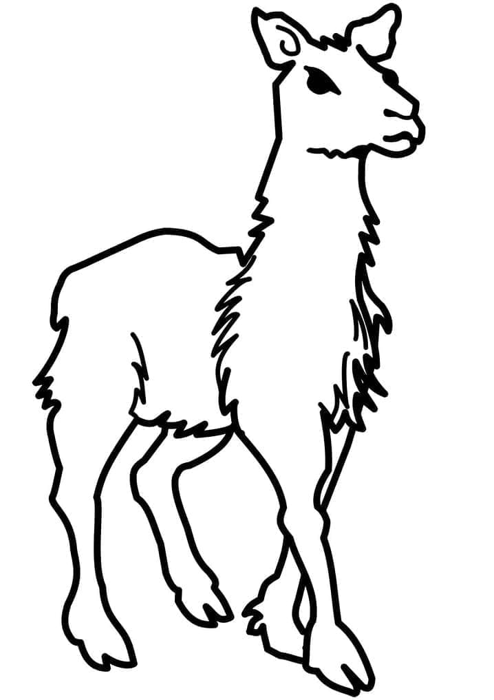 Lama