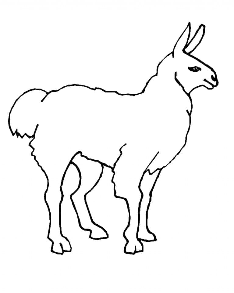Lama