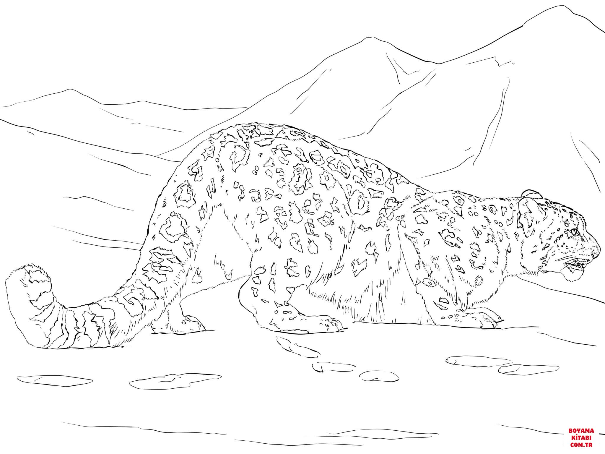 Leopar