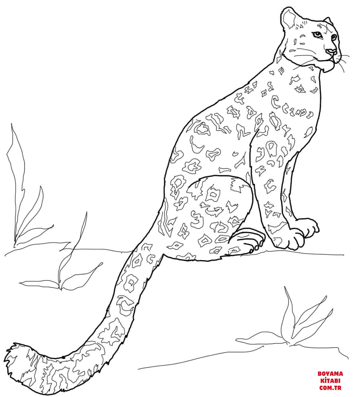 Leopar