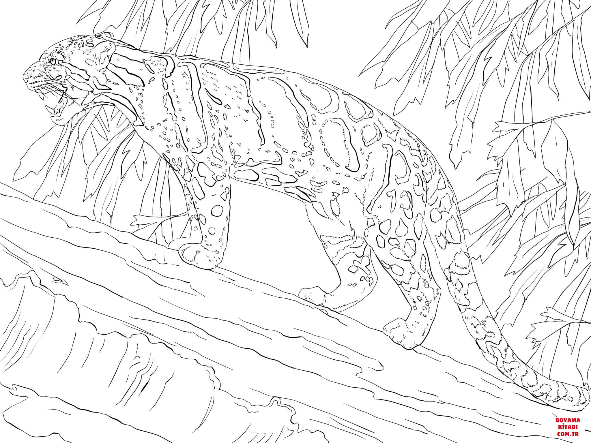 Leopar