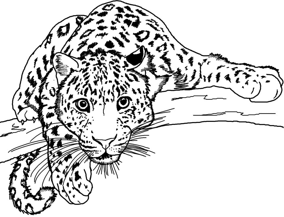 Leopar