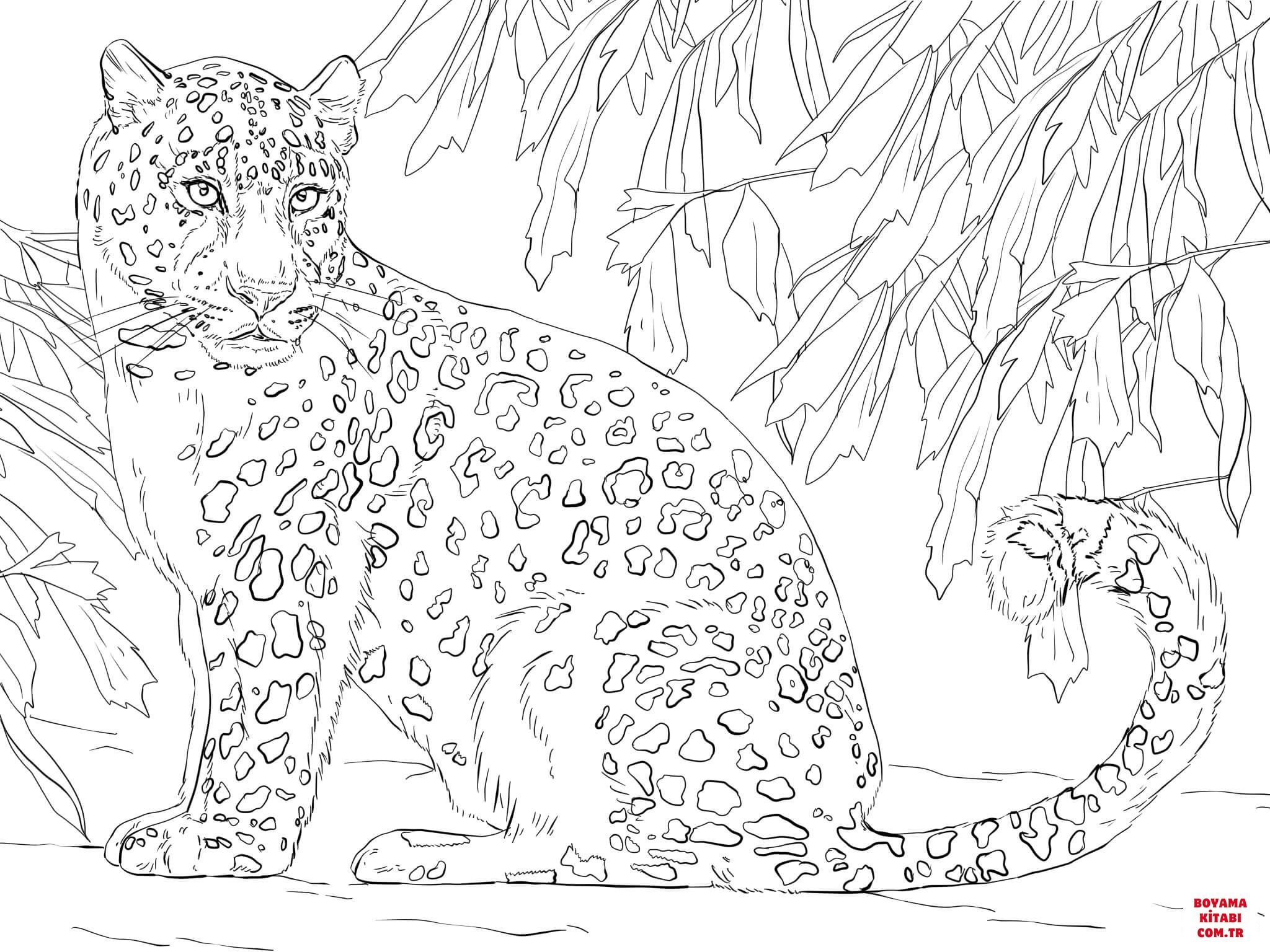Leopar