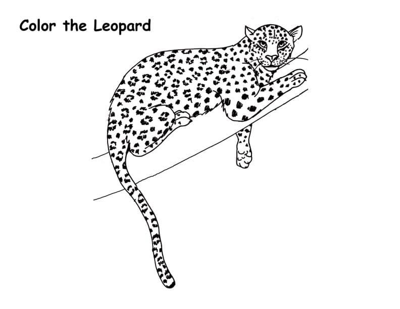 Leopar