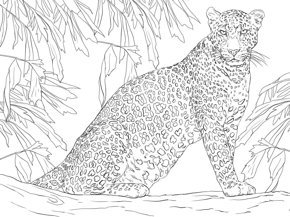 Leopar