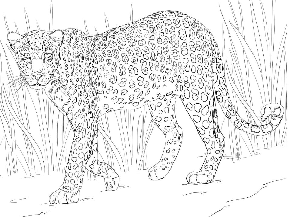 Leopar
