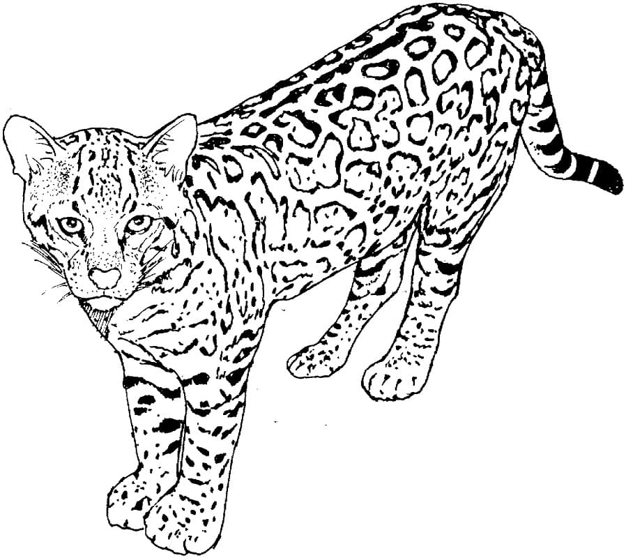 Leopar