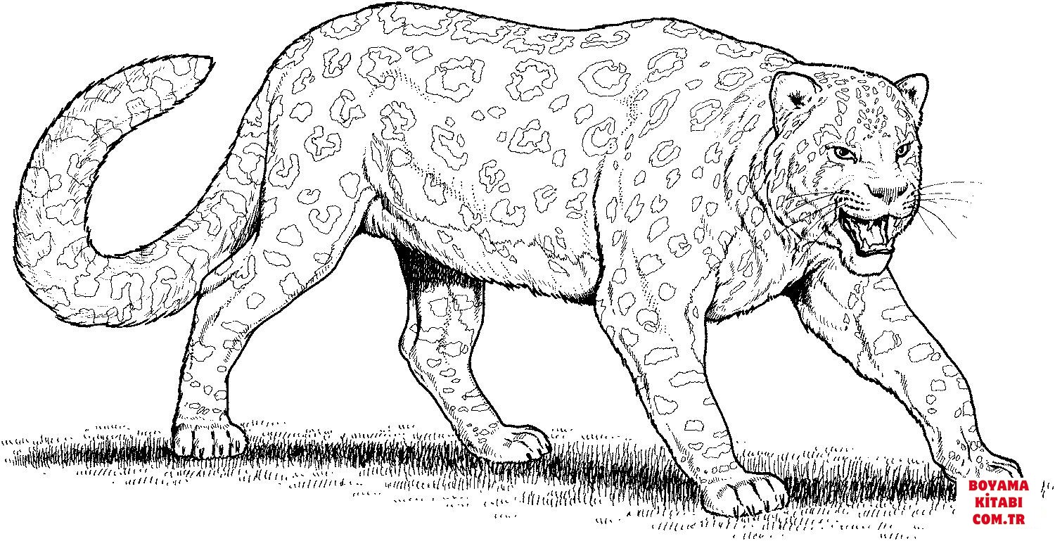 Leopar