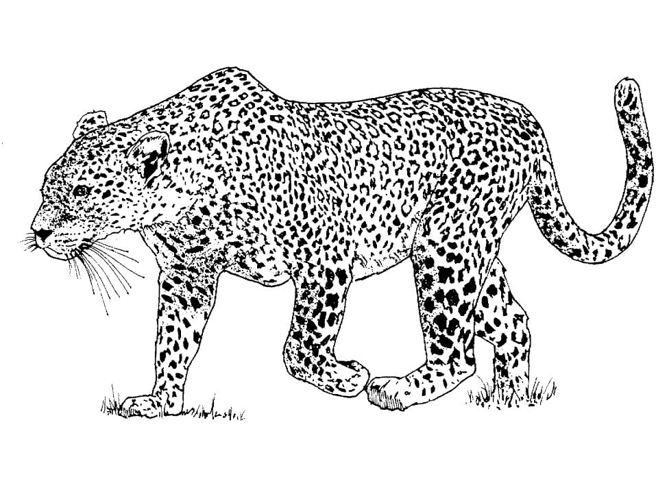Leopar