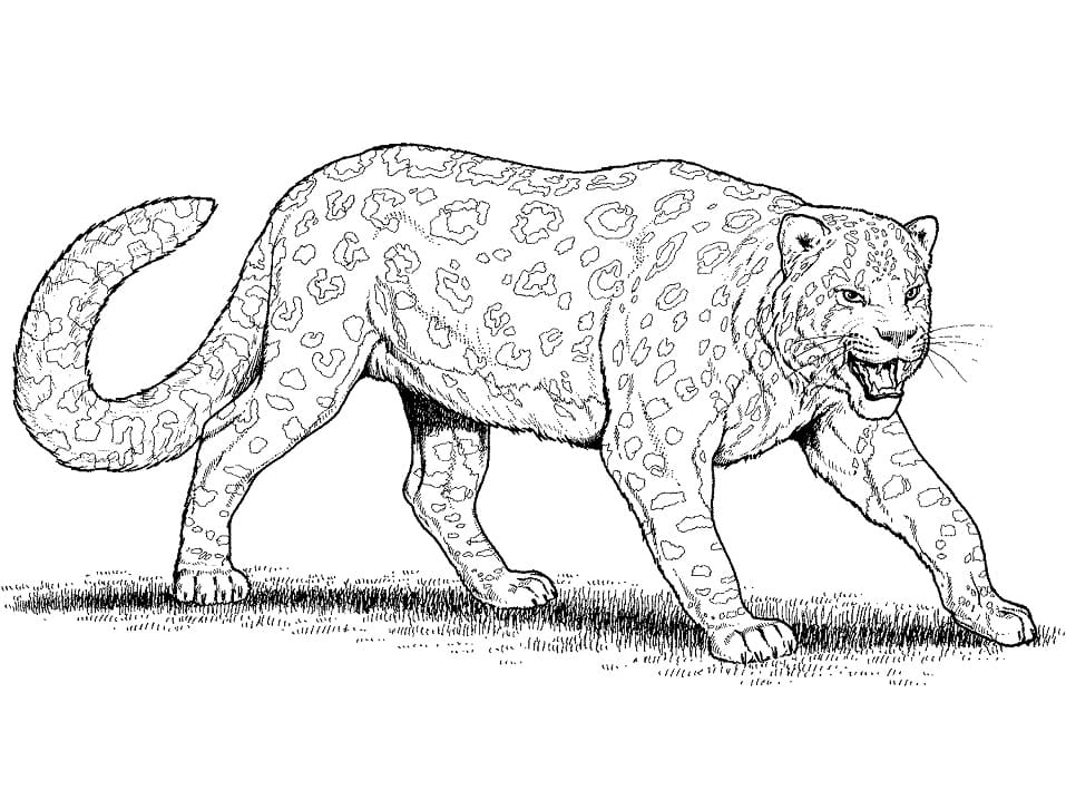 Leopar