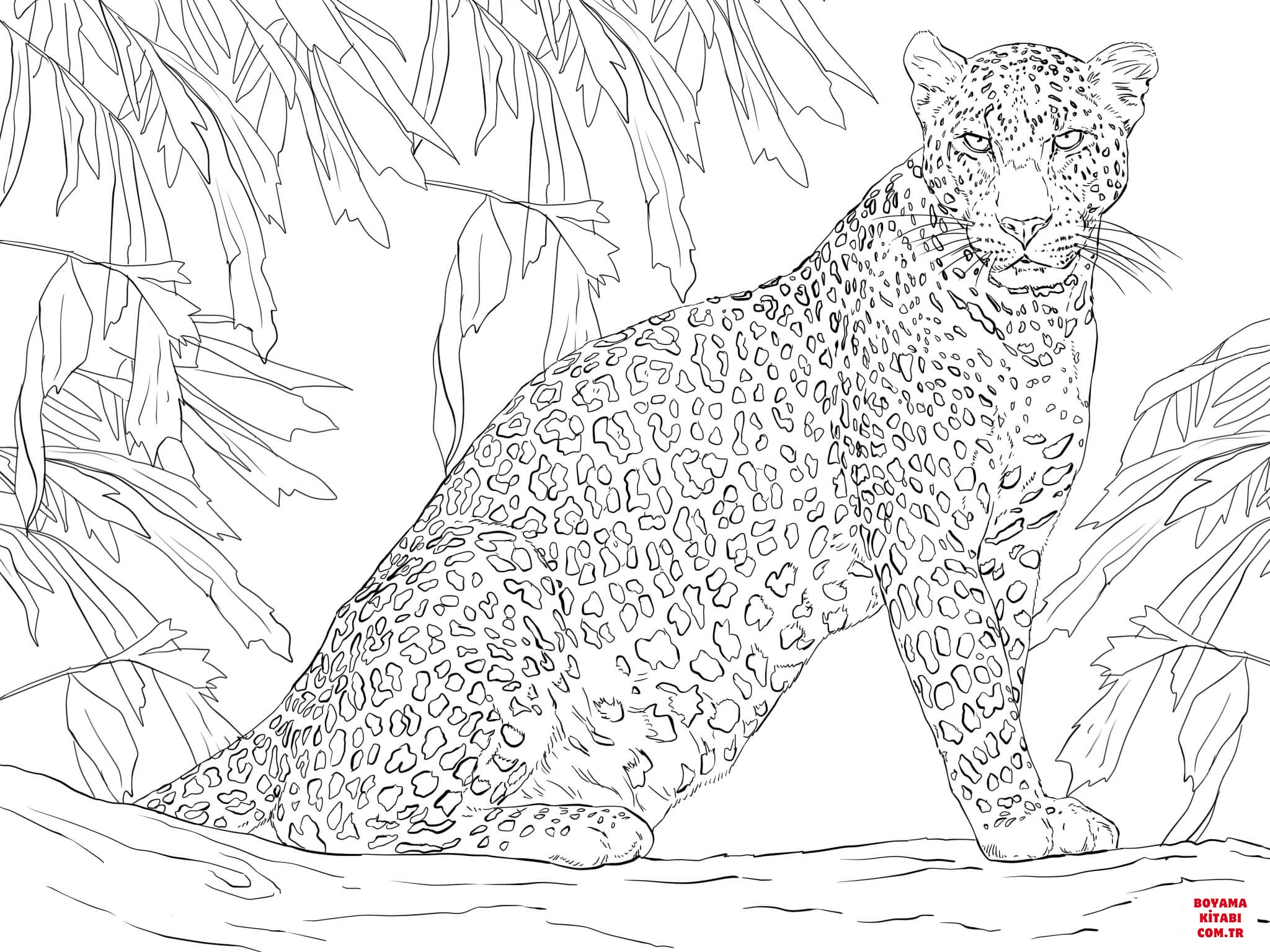 Leopar