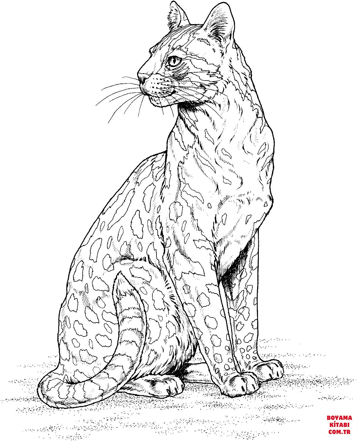 Leopar
