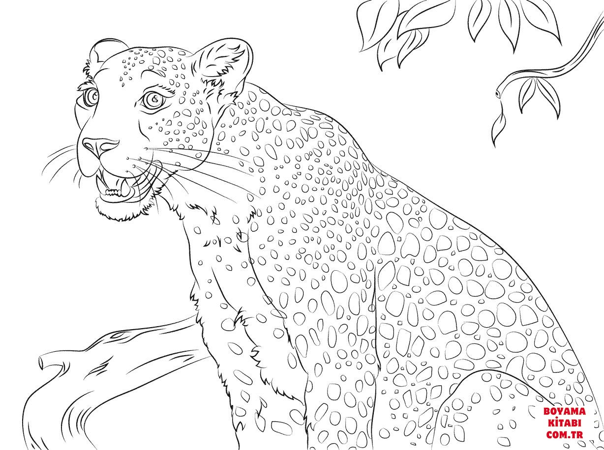 Leopar