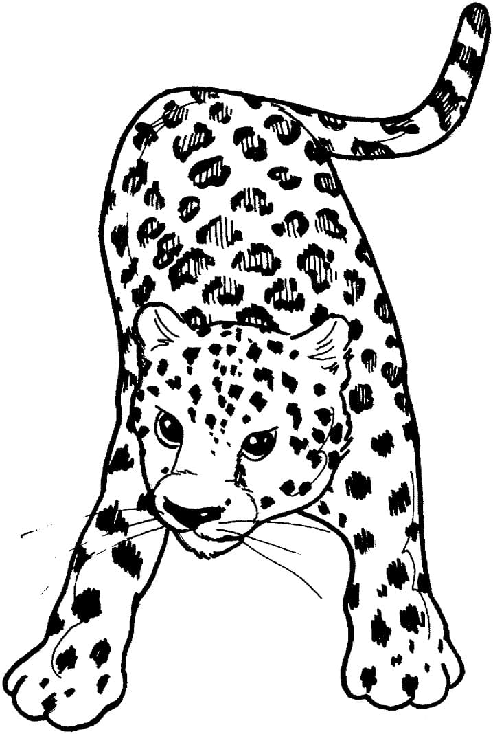 Leopar