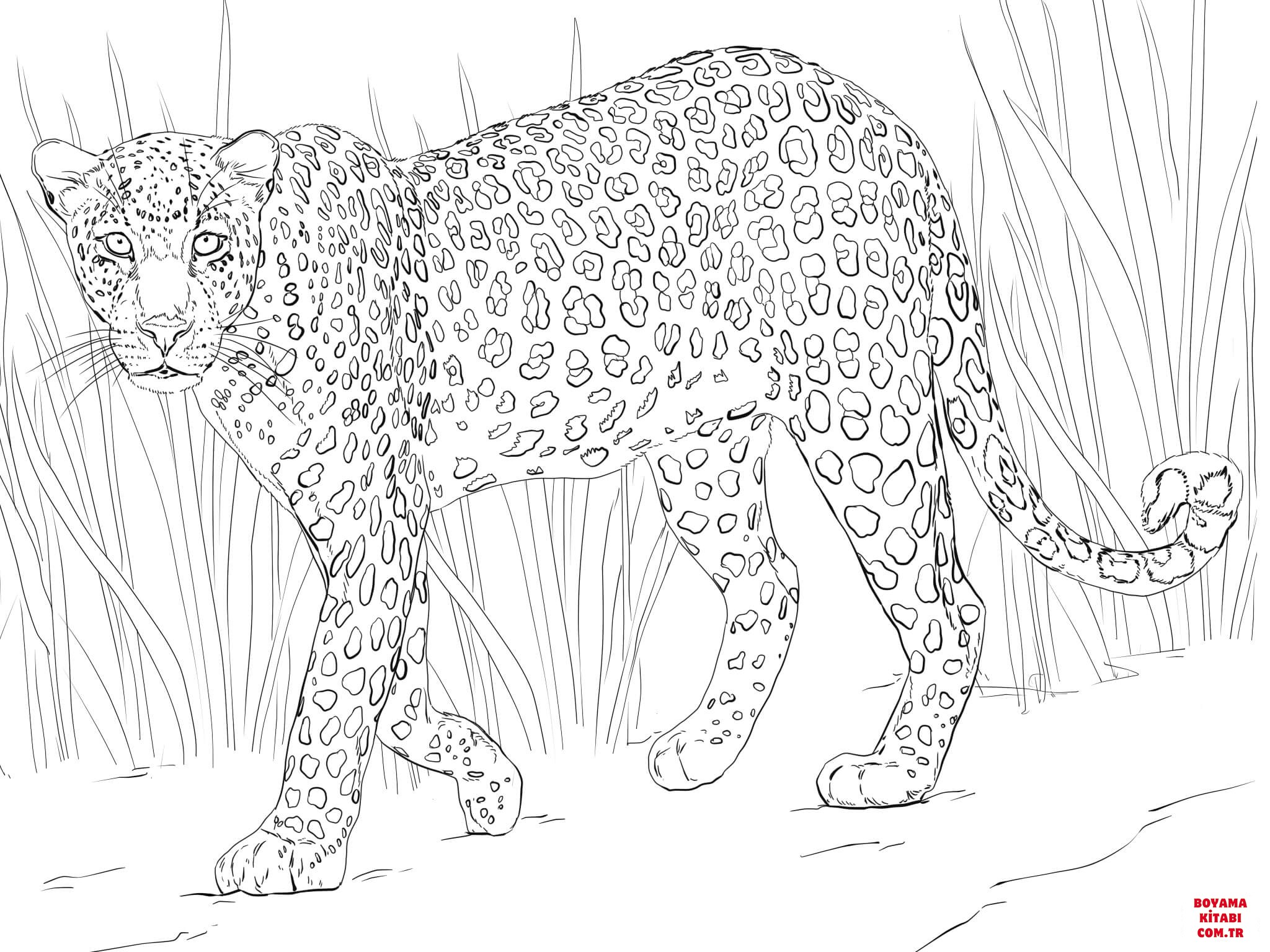 Leopar