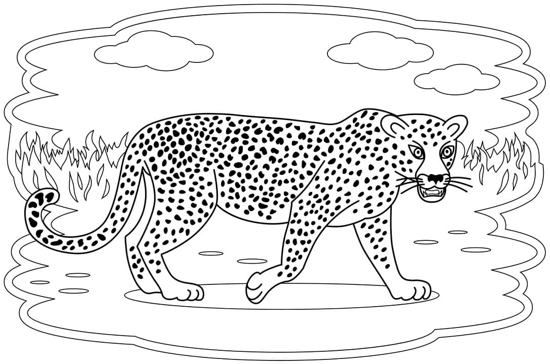 Leopar