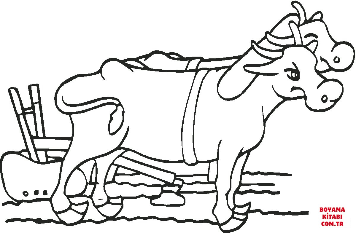 Sığır