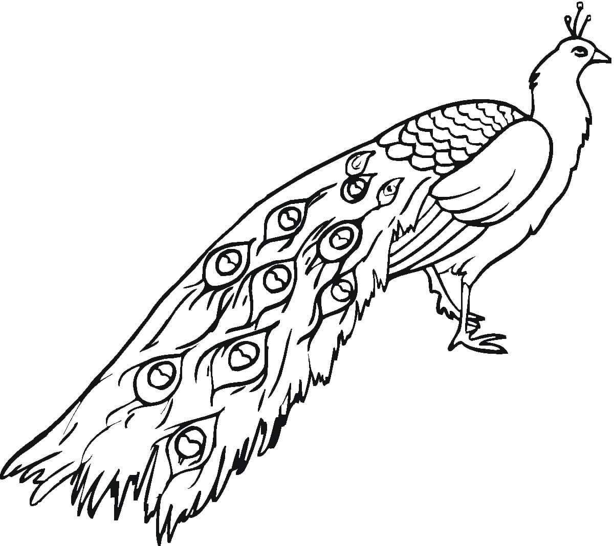 Tavus Kuşu
