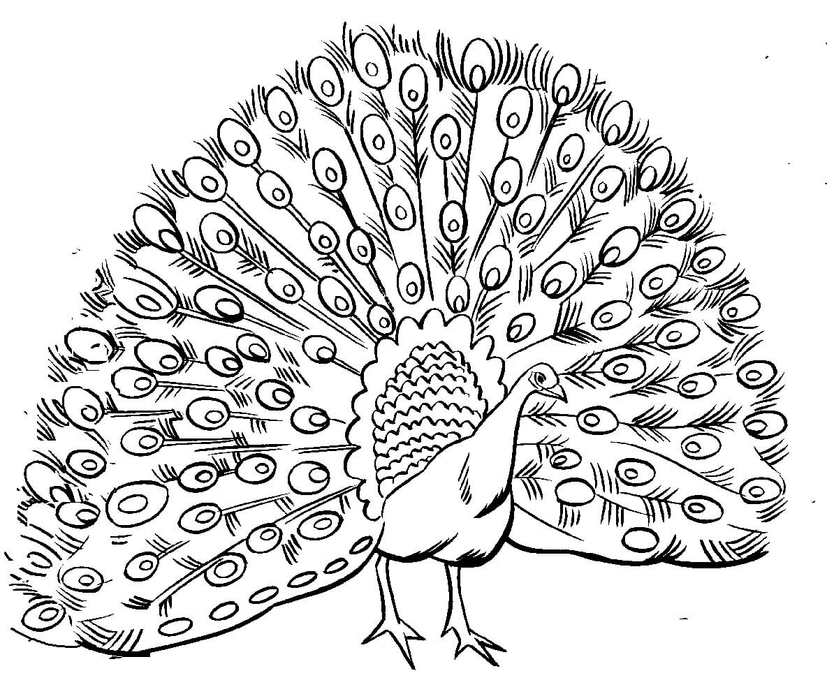 Tavus Kuşu