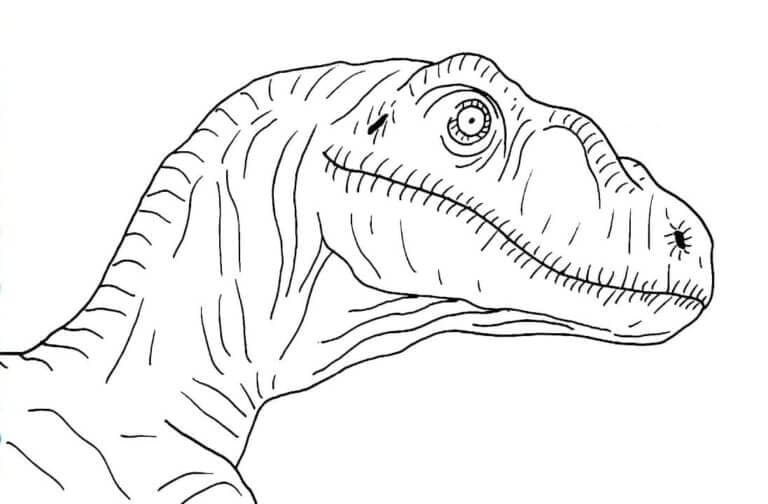 Velociraptor